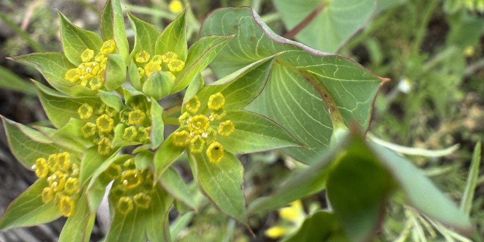 Bupleurum rotundifolium