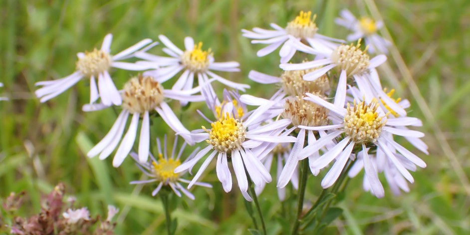 Aster amellus