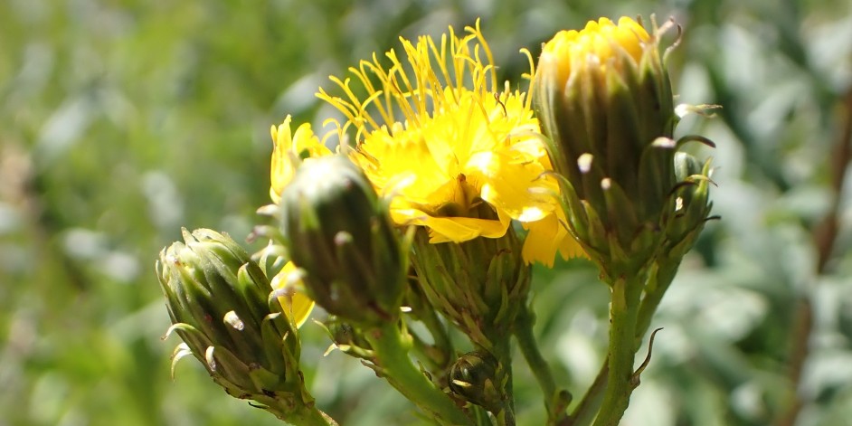 Hieracium umbellatum aggr.