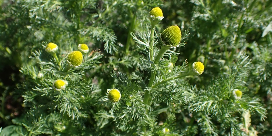 Matricaria discoidea