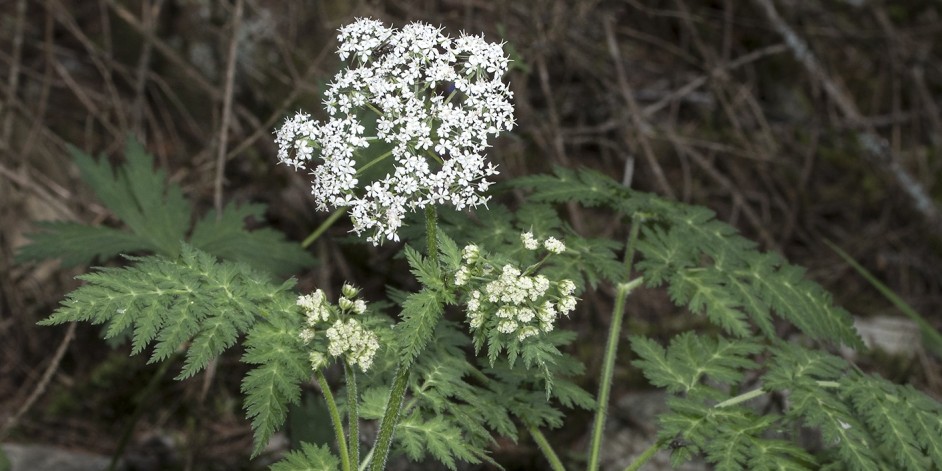 Chaerophyllum villarsii