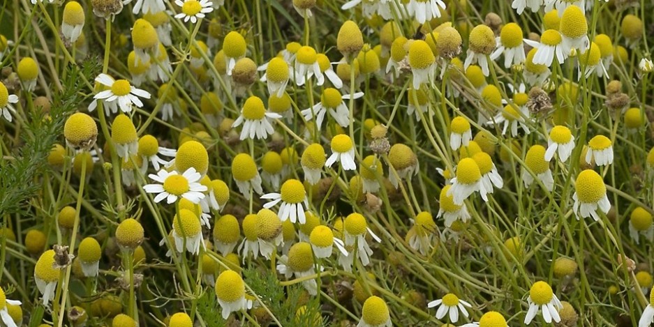 Matricaria chamomilla