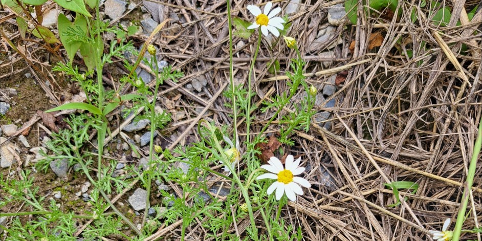 Anthemis arvensis