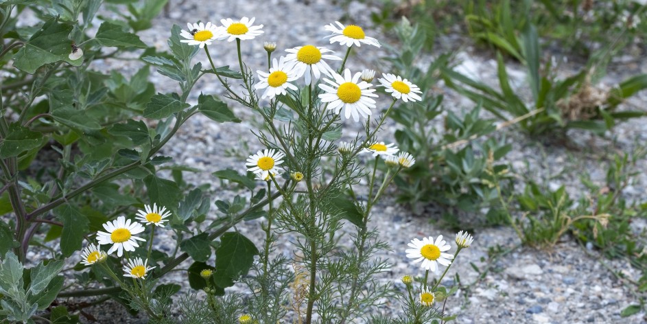 Tripleurospermum inodorum
