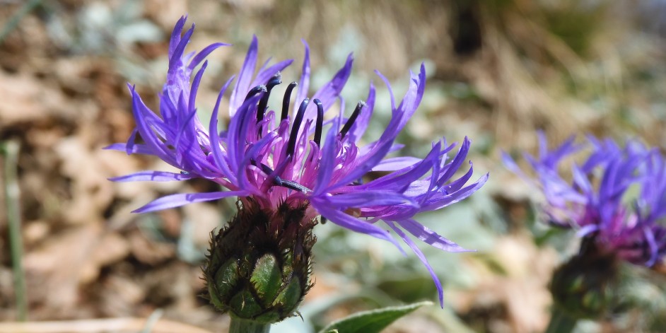 Centaurea triumfettii