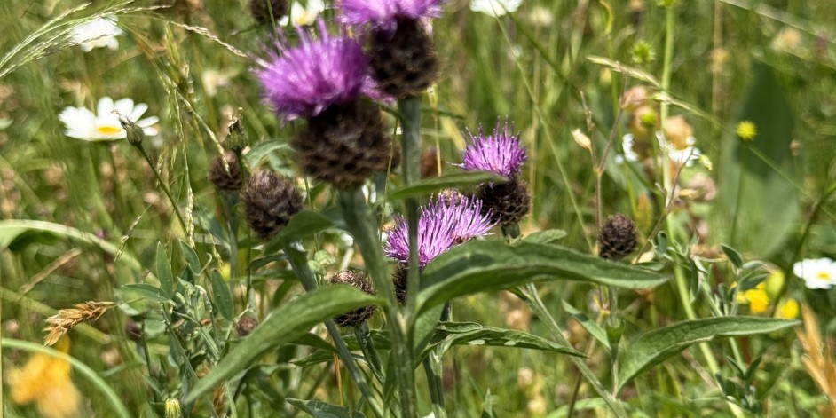 Centaurea nemoralis
