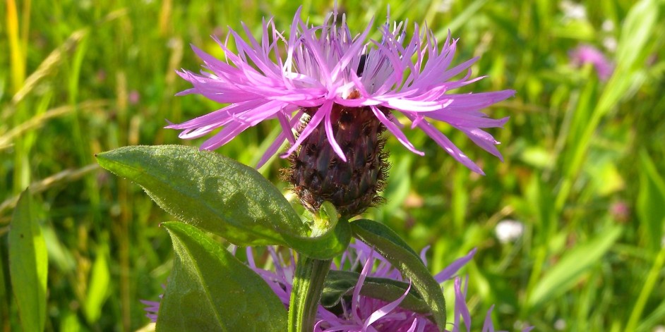 Centaurea nigrescens