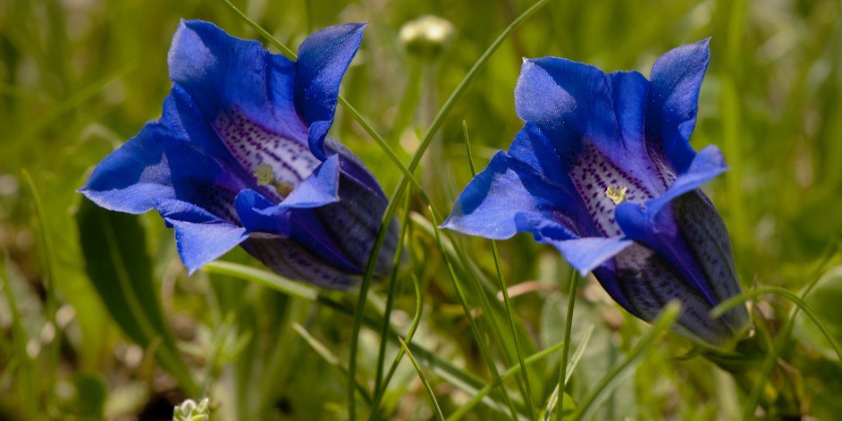 Gentiana clusii