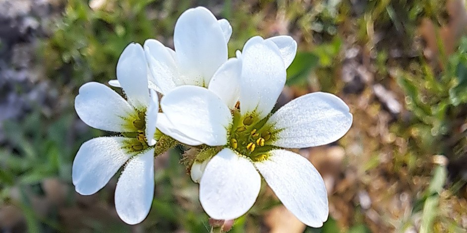 Saxifraga bulbifera