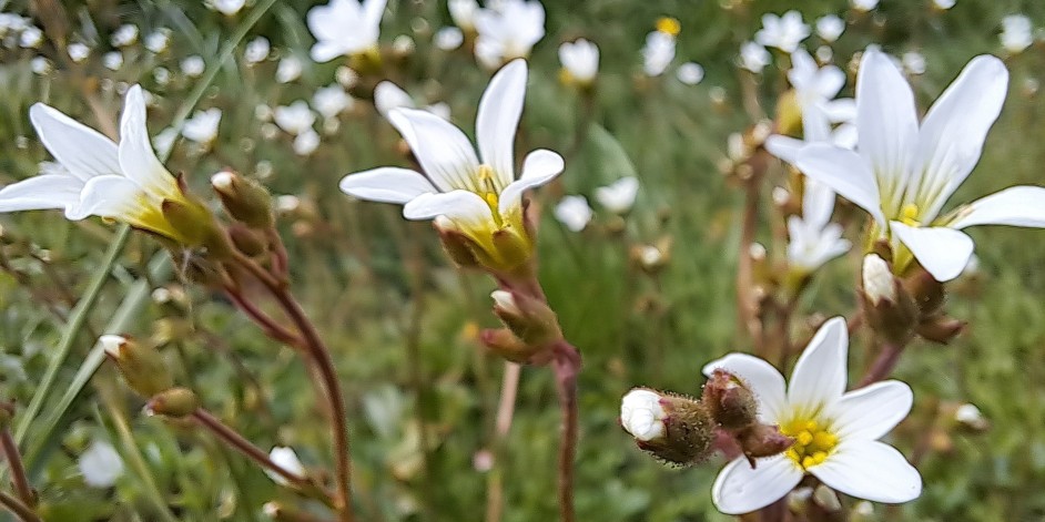 Saxifraga granulata