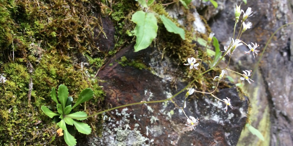 Saxifraga cuneifolia