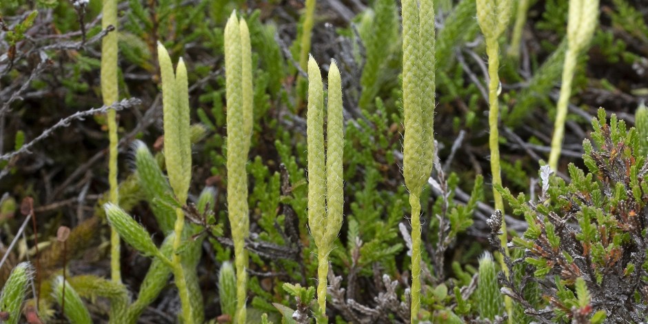 Lycopodium clavatum