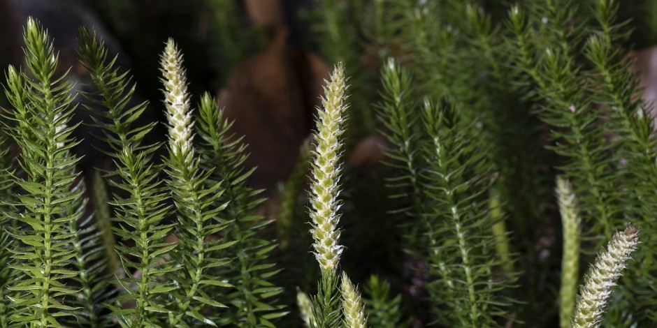 Lycopodium annotinum