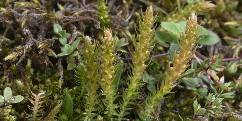 Selaginella selaginoides