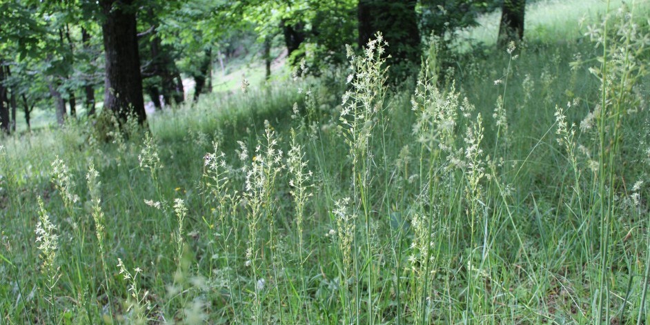 Ornithogalum pyrenaicum