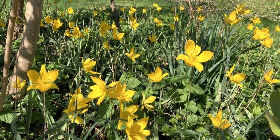 Tulipa sylvestris subsp. sylvestris