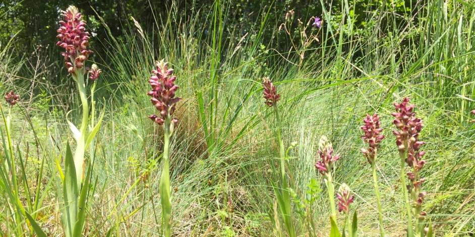 Orchis coriophora, Anacamptis coriophora