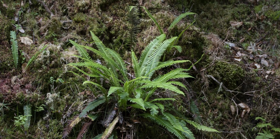 Blechnum spicant