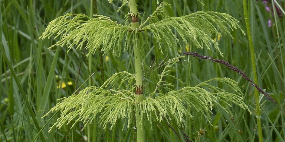Equisetum sylvaticum