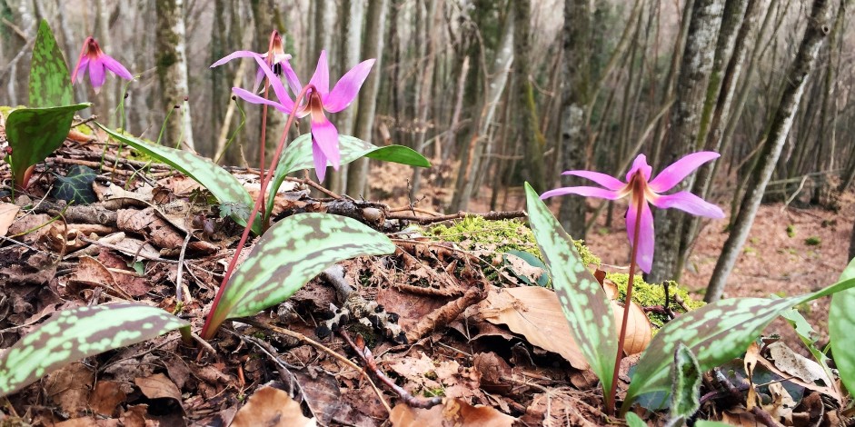 Erythronium dens-canis