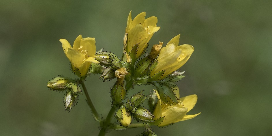 Hypericum montanum