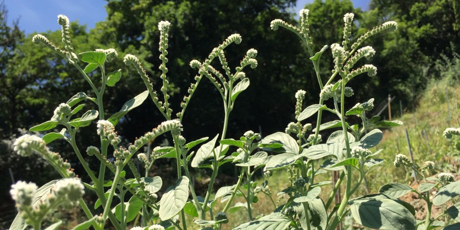 Heliotropium europaeum