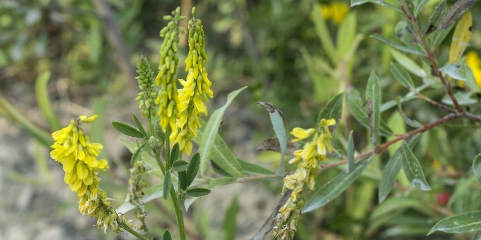 Melilotus officinalis