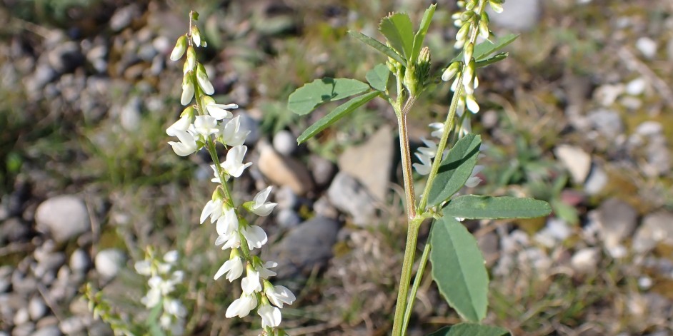 Melilotus albus