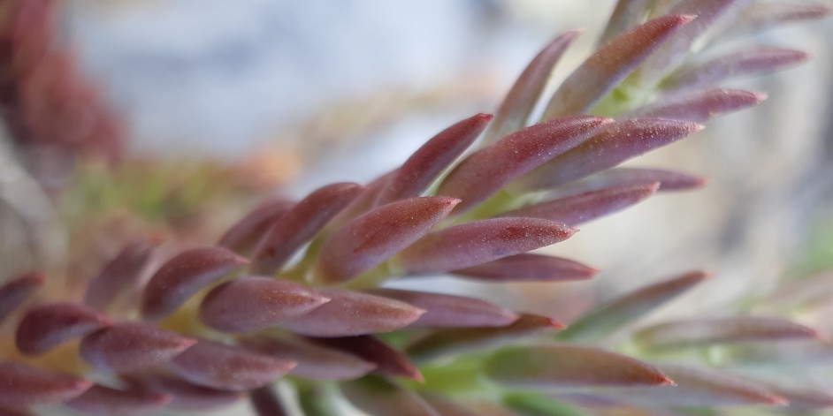 Sedum rupestre aggr.