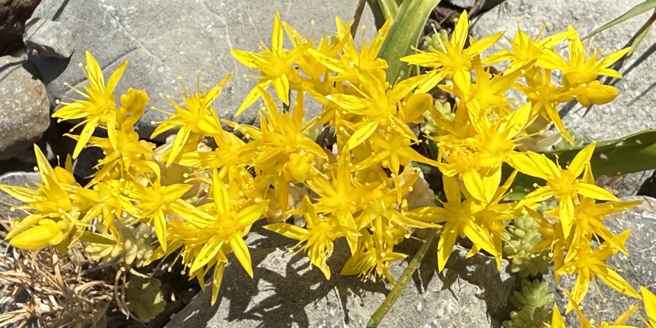 Sedum acre