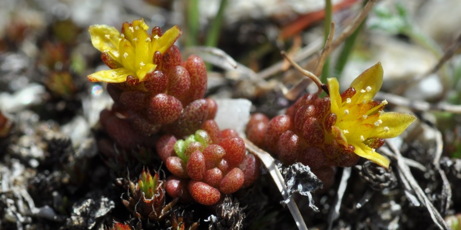 Sedum alpestre