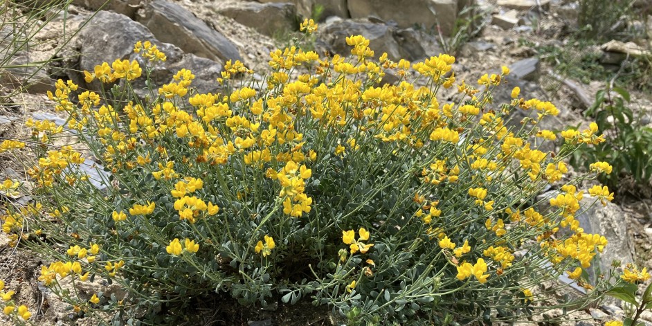 Coronilla minima