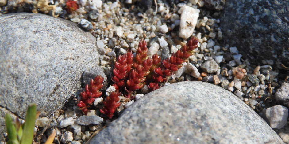 Crassula tillaea