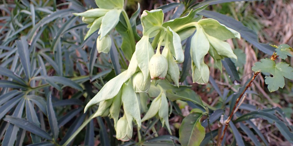 Helleborus foetidus