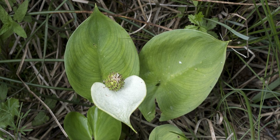 Calla palustris