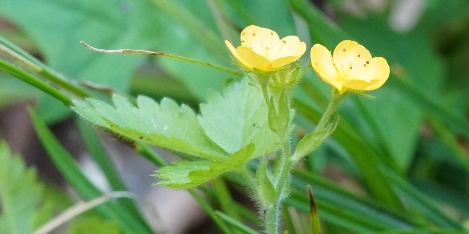 Aremonia agrimonoides