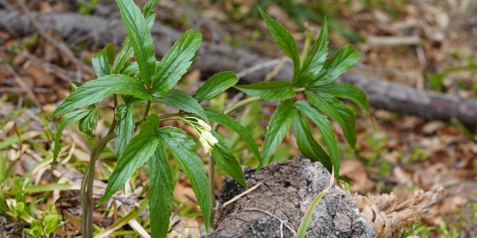 Cardamine enneaphyllos