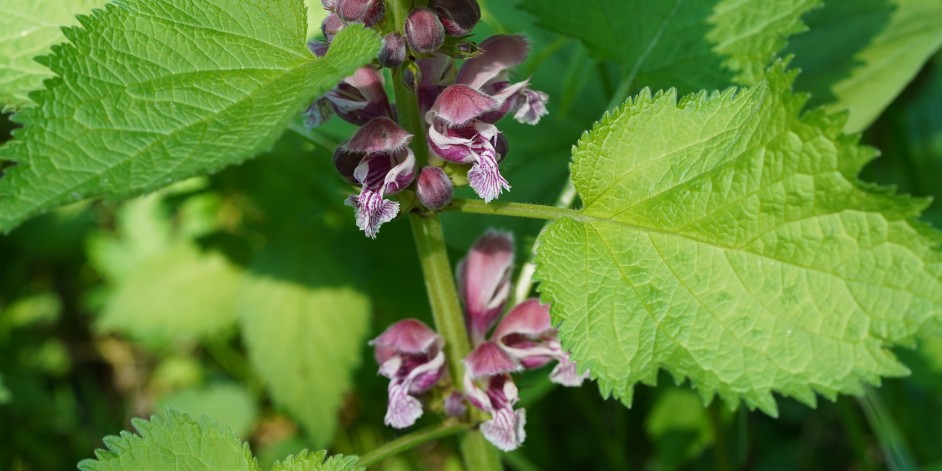 Lamium orvala