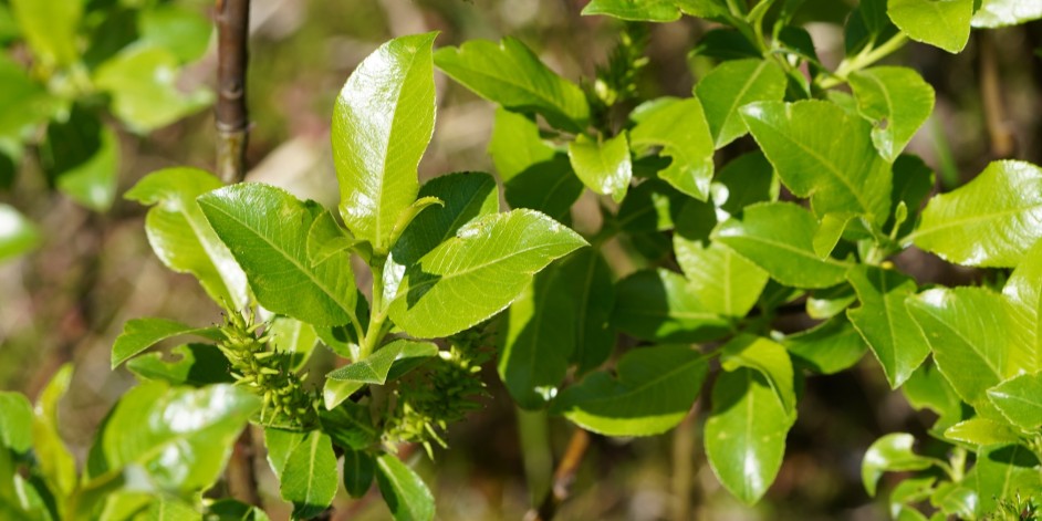 Salix glabra