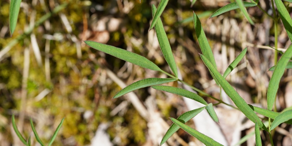 Laserpitium peucedanoides