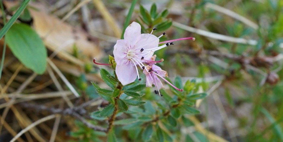 Rhodothamnus chamaecistus