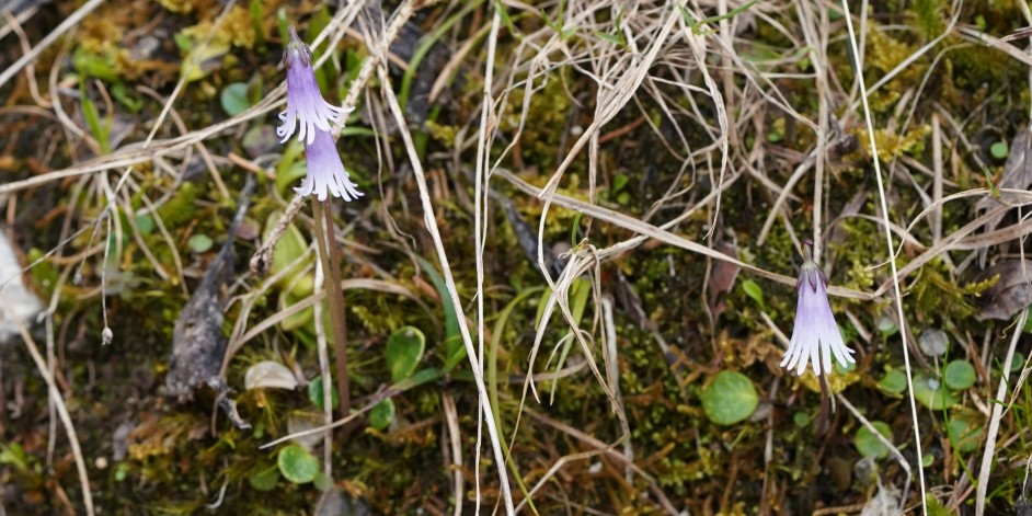 Soldanella minima