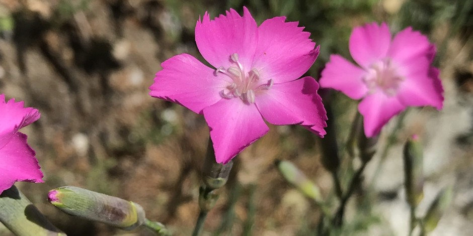 Dianthus sylvestris