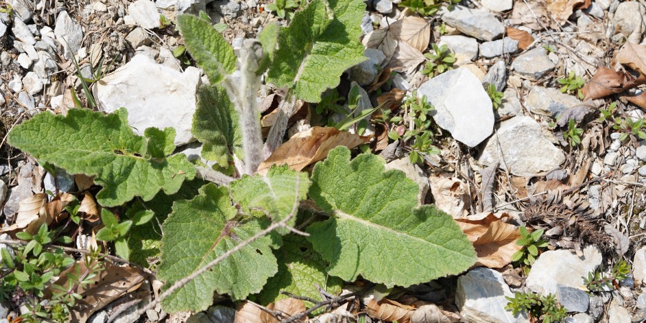 Verbascum alpinum