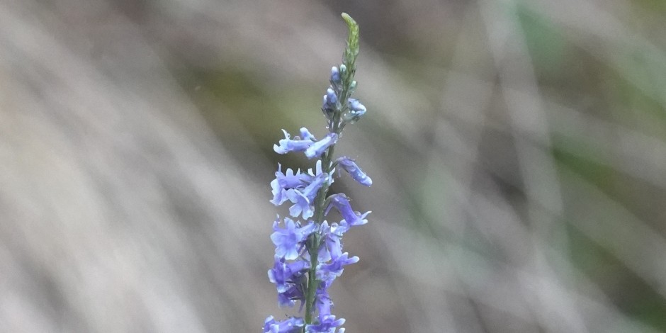 Anarrhinum bellidifolium