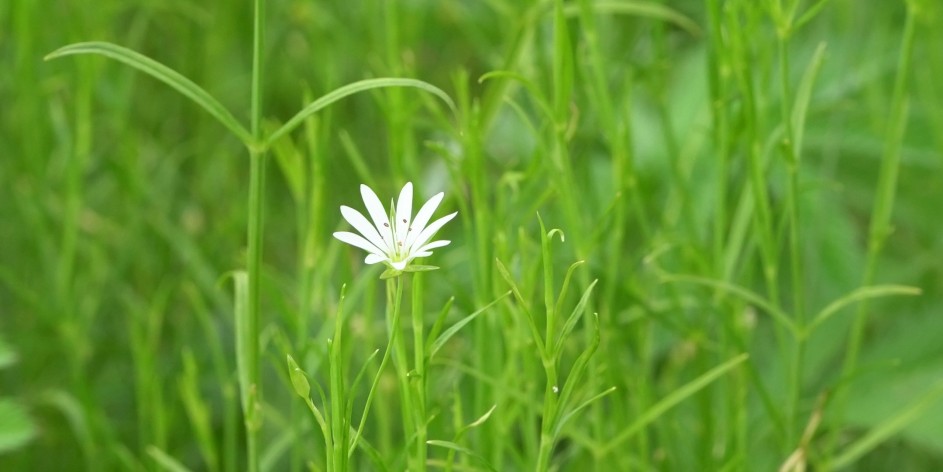 Stellaria palustris