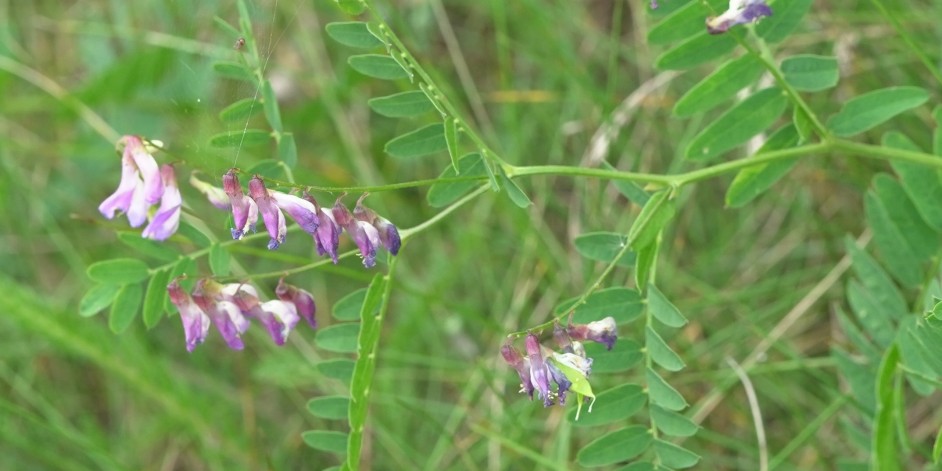 Vicia cassubica