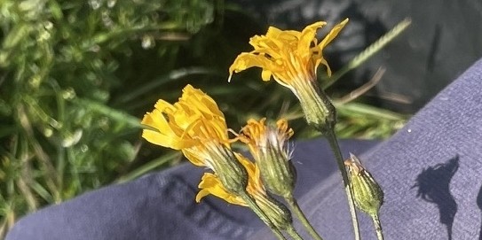 Crepis mollis