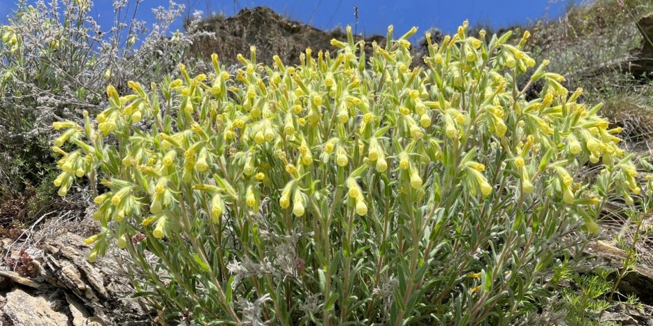 Onosma pseudoarenaria