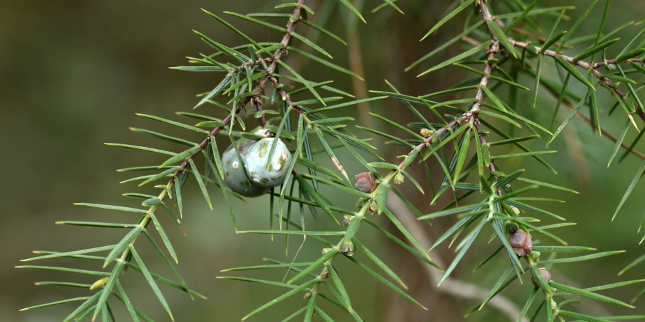 Juniperus communis subsp. communis